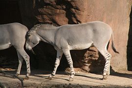 Âne sauvage d'Afrique