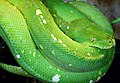 Morelia viridis.