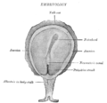 Surface view of embryo of Concolor gibbon (Hylobates concolor).