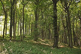 National Reserve Veliki Sturac, Mountain Rudnik