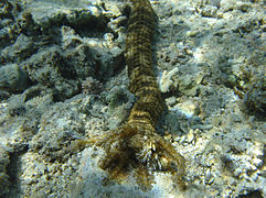 Synapta maculata ou « cordon mauresque » (Île de La Réunion).