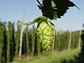 Image 34Hop cone grown in a hop field, Hallertau, Germany (from Brewing)