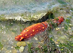 Apostichopus californicus, une holothurie californienne, rejetée sur la côte avec des restes de kelp et d'algues vertes.