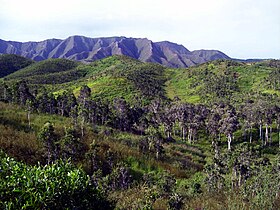 Savanna with Niaouli trees in the north of west coast, in Malabou