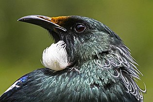 Close up of a tūī head