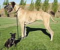 Image 4Chihuahua mix and purebred Great Dane (from Dog breed)