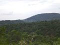 Forest and hill