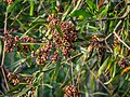 Seed pods