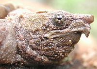 Head of a young alligator snapping turtle