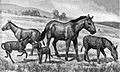 Image 9Extinct equids restored to scale. Left to right: Mesohippus, Neohipparion, Eohippus, Equus scotti and Hypohippus. (from Evolution of the horse)