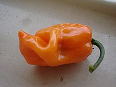 Orange habanero