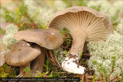 Kitse-limanutt Hygrophorus camarophyllus