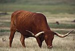 Texas longhorn