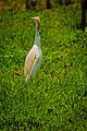 A beautiful bird in Hawul, Borno State