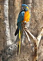 Blue-throated Macaw