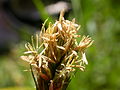 Carex hoodii