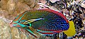 A yellowtail coris wrasse, Coris gaimard, is being cleaned by Labroides phthirophagus in Hawaii.