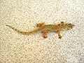 Tropical House Gecko (Hemidactylus mabouia)