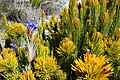 Kogelberg Nature Reserve plant life.