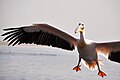 Great white pelican