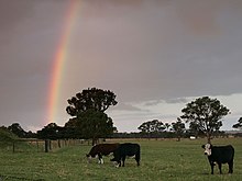 Rainbow over cows.jpg