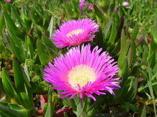 Carpobrotus edulis a.JPG