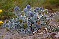 Pajūrinė zunda (Eryngium maritimum)