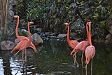 Flamencs del Carib