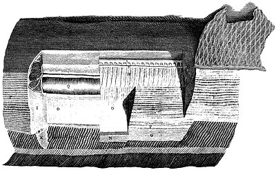 Engraving of dissected part of an electric eel