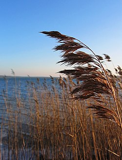 infloresko de aŭstrala fragmito (Phragmites australis)