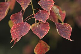 Feuilles d’automne.