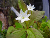 Trientalis europaea.