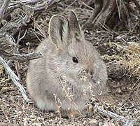 Brachylagus Idahoensis Thỏ lùn