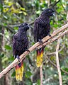 File:Black lory (Chalcopsitta atra), Gembira Loka Zoo, Yogyakarta 2015-03-15 03.jpg