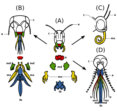 Figura 2c: Adaptación das pezas bucais dos insectos: a, antenas; c, ollo composto; lb, labio; lr, labro; md, mandíbulas; mx, maxilas. (A) Estado primitivo (morder e mastigar): por exemplo en saltóns. Fortes mandíbulas e maxilas para manipular a comida. (B) Tocar e morder: por exemplo abella. Labio longo para lamber néctar; as mandíbulas mastigan pole e moldean a cera. (C) Zugar: por exemplo en bolboretas. Labro reducido; as mandíbulas perdéronse; maxilas longas formando un tubo chupador. (D) Peforar e chuchar, por exemplo en femias de mosquito. O labro e as maxilas forman un tubo; as mandíbulas forman estiletes perforadores; o labro cunha amosega para aloxar outras partes.