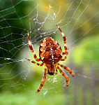 עכביש גינה אירופי ממשפחת הגלגלניים.