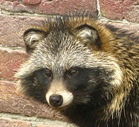 Chien viverrin (Nyctereutes procyonoides).