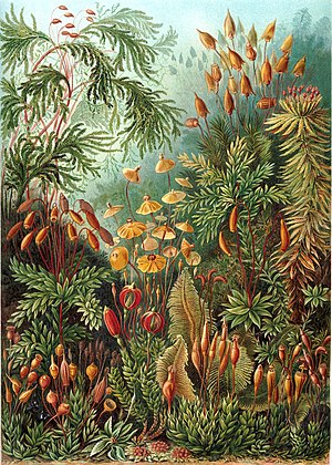 에른스트 헤켈의 Kunstformen der Natur, 1904