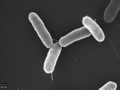 Salmonella typhimurium is an example of bacteria