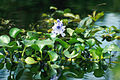 Image 18Common water hyacinth in flower (from River ecosystem)