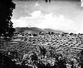 Chinese cemetery in "Soekasari", Buitenzorg