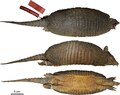 Dasypus sabanicola - Feijo et al 2018 holotype