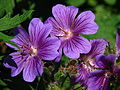 Geranium magnificum