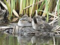 New Zealand scaup ducklings