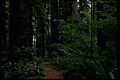 Leuweung di Taman Nasional Redwood