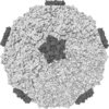 Diagram of the human rhinovirus capsid