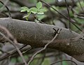 Bursera penicillata trunko