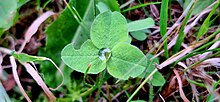 A dewdrop on a clover