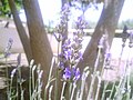 Fiori di lavandula