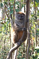 bamboo lemur clinging to a vertical branch